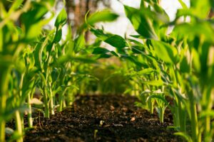 close up view of corn plants in a field.